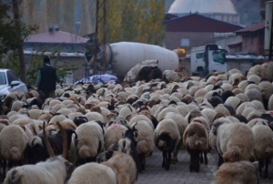 Binlerce kkba hayvan scak blgelere ulamak iin seferde