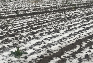 30 bin dekar ekili arazi doludan zarar grd