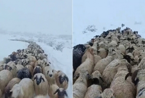 Koyun sürüsü kar, tipiye yakalandı