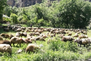 Tır Devrildi, Onlarca Koyun Telef Oldu