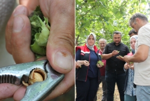 Fındıkta Rekolte alışması Yapılıyo