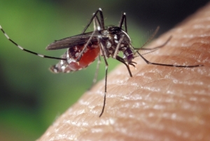 Sivrisineklerden Bulaşan Virs Uyarısı