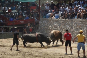 Boğalar SMAlı Linda Bebek İin Greşti