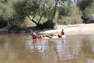 8 Asırlık Sudan Koyun Gei