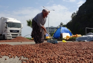 Fındık randıman olarak reticiyi yanılttı