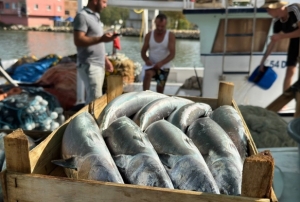 Balıkılar palamut bolluğu bekliyor