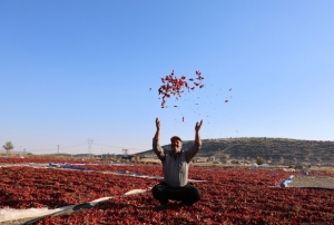 En Acı Hasat!