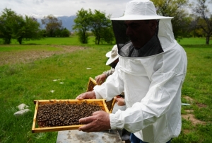 Arlar yeni sezona hazrlanyor
