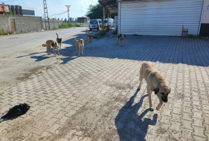 Sokak kpekleri tehlike sayor
