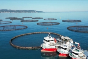 Karadeniz'de somon hasad balad