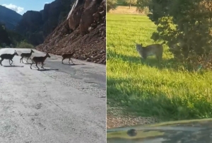 Vaak ve da keileri yollara indi