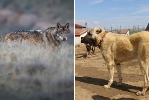 Kangal kpeine talebi arttrd!