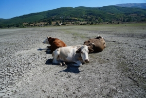 Kurakln en ac grnts