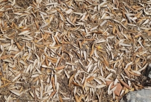 Kuraklk zeytin aalarn verim ve kalitede vurdu