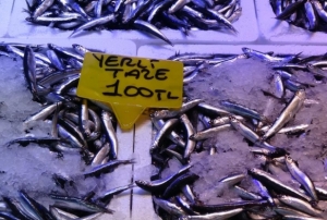Karadeniz'de av bollat, hamsi fiy