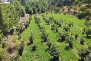 Karadeniz deil Adana: Toroslarn eteinde fndk hasad