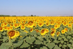 Sar renkleriyle len sunuyor