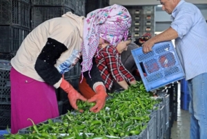 Antalyada Eyllde sebze miktar yzde 10 artt