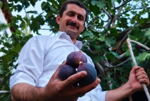 Bursa karas incirini Erzurumda yetitirdi