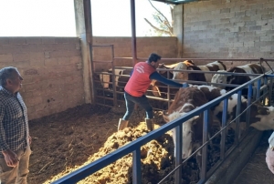 Şap aşılaması sürüyor!