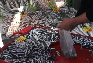 Hamsi yüzleri güldürdü