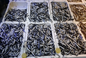 Hamsi bolluğu ihracata yansımadı