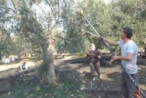 Makineli hasat verimi artırıyor