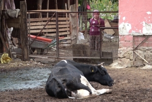 Şapa karşı en radikal koruma aşı