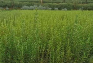 Atıl araziler biberiye ile canlanıyor