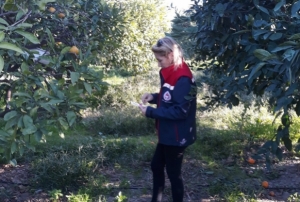 Zeytin sineği mücadelesi devam ediyo