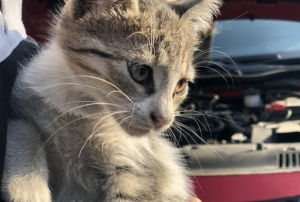 ‘Kontağı çevirmeden kaputa vurun’ uy