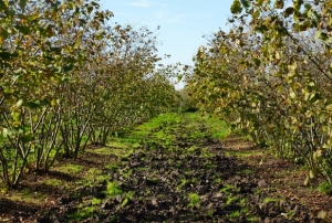 Samsun fındık üretiminde zirvede!