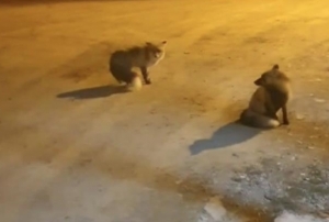 Tilkileri için yaylayı terk edip şeh