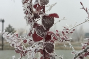 Göle eksi 13 derece, ağaçlar kırağı