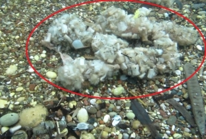 İzmaritler denizde pamuk tarlasına d