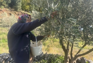 88 yaşındaki Emine nine zeytin hasad