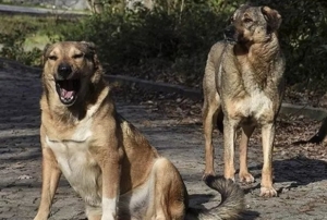 Sokak köpeklerini beslemek yasaklandı