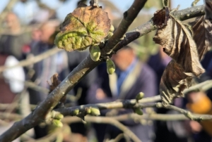 Fındık verimini artırmanın püf nokta