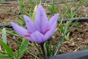 Gramı 600 TL olan safran yok satıyor