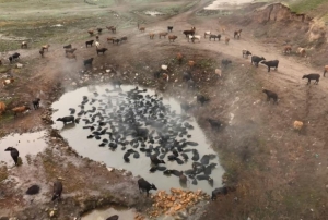 Mandaların kaplıca keyfi havadan görüntülendi