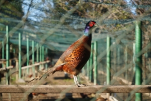 Kahverengi kokarca savaşçıları!