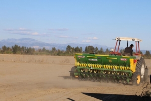 Çukurova’da buğday ekimi başladı