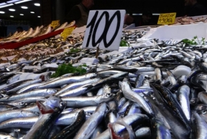 Karadeniz’de hamsi bereketi yaşanıyo