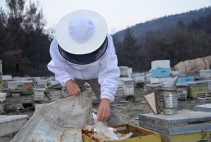 Ana arı üretiminde büyük başarı