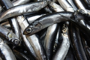 Hamsi bollu�u s�r�yor!