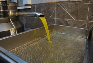 Zeytinya�� fiyatlar� belli oldu!