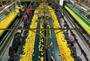 Yeni y�l �ncesi narenciyede yo�un hasat