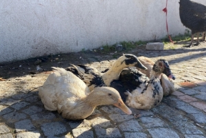 Hindi var, kaz var al�c� yok!