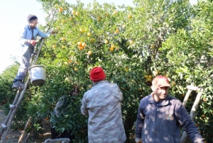 Tescilli Kozan portakal�nda hasat zaman�