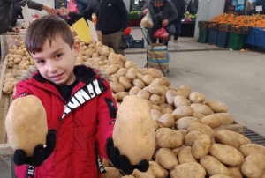 Dev patatesler ilgi odağı oldu